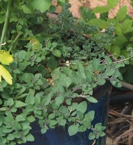 oregano and thyme growing in a larger blue ceramic container, hanging over the edges