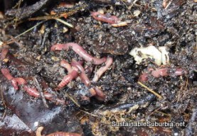 A lot of worms wriggling around in about a handful of half composted food and garden waste.