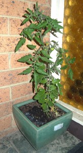 a young tomato plant in a green pot, with a few small, green tomatoes just visible