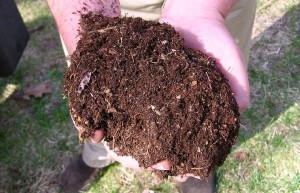 a double handfull of finished compost