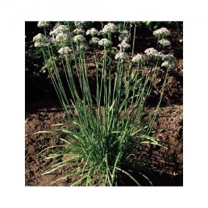 A clump of flowering garlic plants