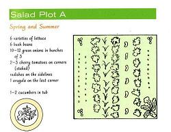 Shows a plan for the first Spring/Summer Salad plot, including a list of plants: 6 varieties of lettuce, bush beans, onions, cheery tomatoes on the corners, radishes on the sidelines, 1 arugula and 1-2 cucumbers in a tub.