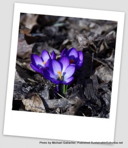 Three gorgeous blue-purple crocuses coming up amid last years leaf litter.