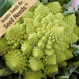 An apple green broccoli with multiple architectural-like spires