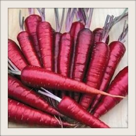 A bunch of purple carrots, washed