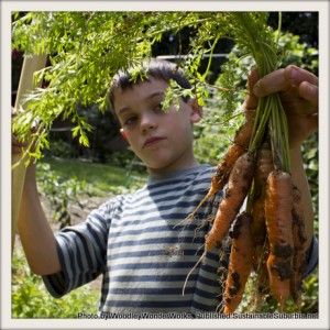 A boy holding out a bunch of orange carrots, freshly harvested, still with the dirt and leaves