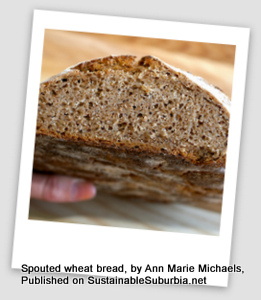 a loaf of Sprouted Whole Wheat Sourdough Bread, cut, seen from the cut end. Looks delicious!