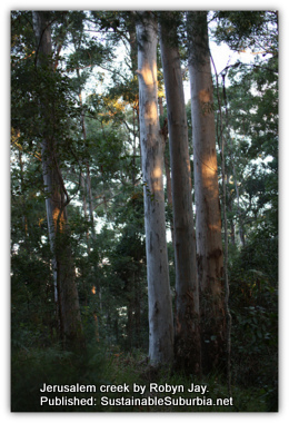 An Australian Forest - Jerusalem creek walk by Robyn Jay.