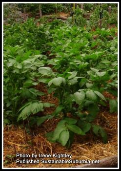 Lush potato plants growing in a no dig garden