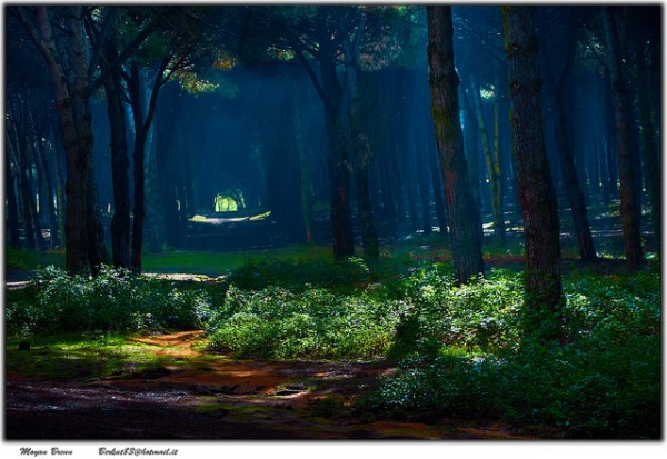  Forest of fairies: light coming from the sky creates an ethereal feel to the forest