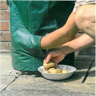 Someone reaches into the bottom of a potato grow bag through a flap, to pull out ready grown potatoes