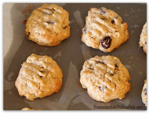 Oatmeal biscuits on a baking tray