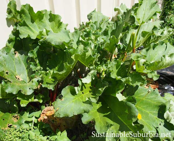 Rhubarb growing prolifically | SustainableSuburbia.net