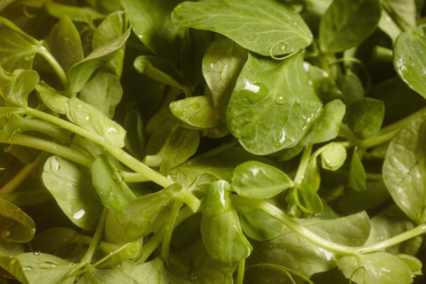 close up of microgreen pea shoots 