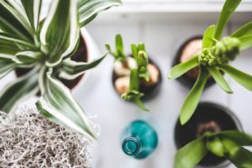 House plants can help clean your air | SustainableSuburbia.net