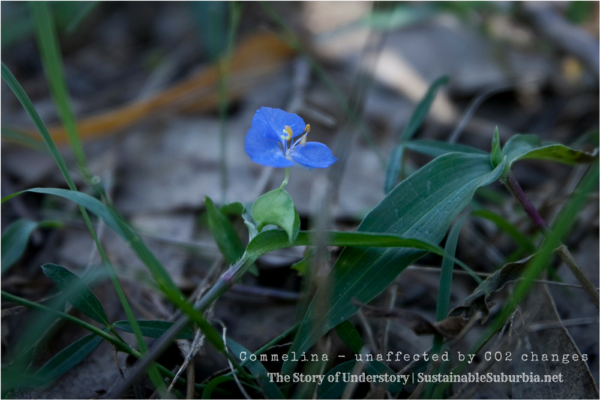 Commelina unaffected by CO2 changes - The Story of Understory | SustainableSuburbia.net