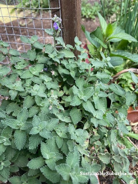 image of a lush catnip plant with a few purple flowers and some chocolate mint showing in the background