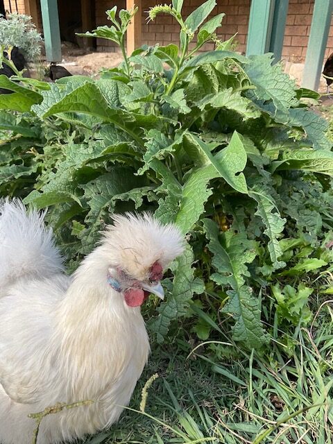 White silkie chicken in front of a ragged comfrey plant