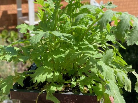 Tansy leaves