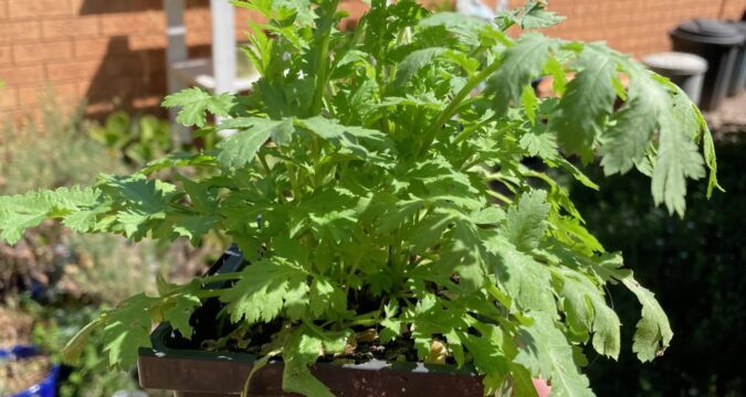 Tansy leaves