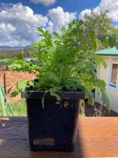 A small pot of Tansy, fern-like leaves spouting up from the base, ready to be planted in the garden