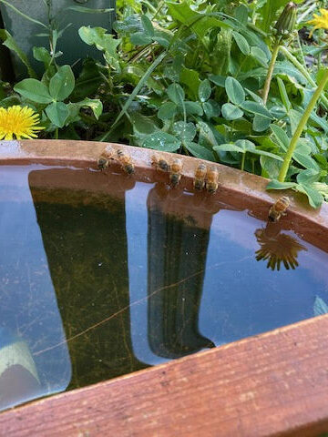 bees drinking water at the edge of a bird bath, with a platform in the middle to help them climb out, if they fall in.